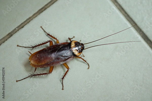 Obraz cockroach