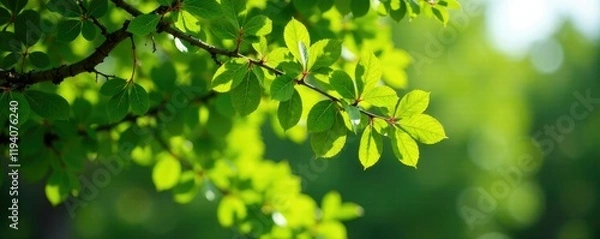 Obraz Vertical panoramic shot of Quercus ilex branches and leaves, nature, vertical