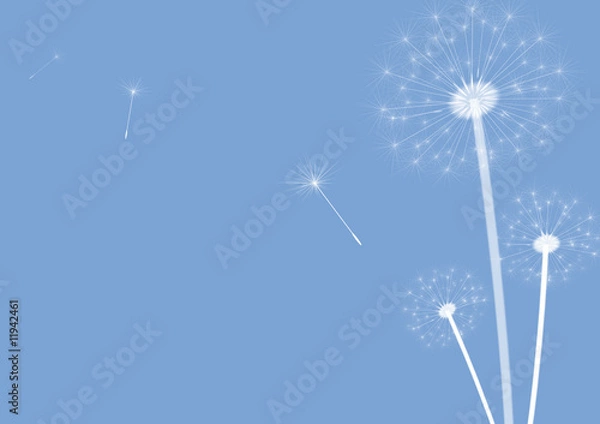 Obraz Dandelions blue
