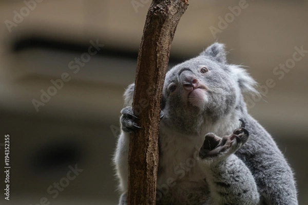 Obraz 後ろ足で掻く可愛いコアラ