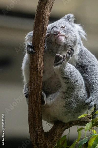 Obraz 後ろ足で掻く可愛いコアラ