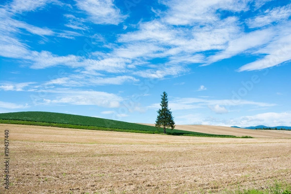 Fototapeta 青空と丘の上の松の木
