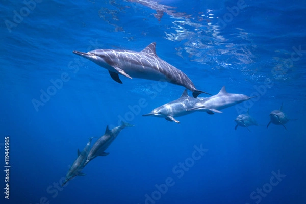 Obraz Dolphin Pod