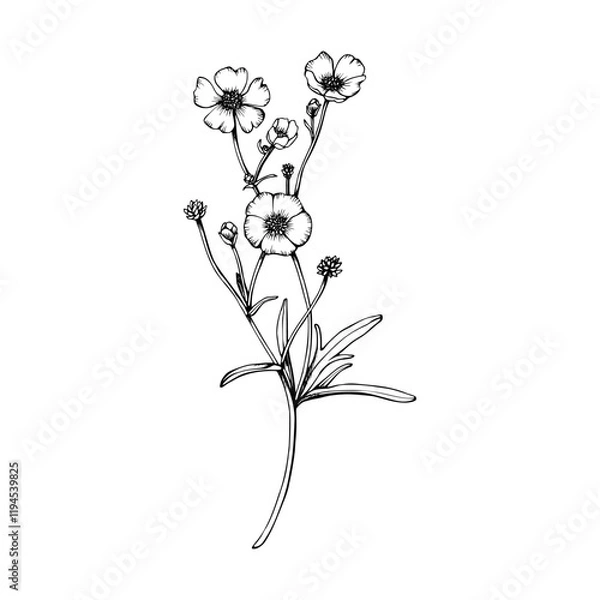 Fototapeta Wild flower buttercup branch. Hand drawn vector illustration. Botanical contour drawing. Sketch in black line on white isolated background. For clip art cards package