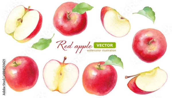 Obraz 熟した赤いリンゴと葉の水彩イラスト。カットとホールのアソート（ベクター）。
