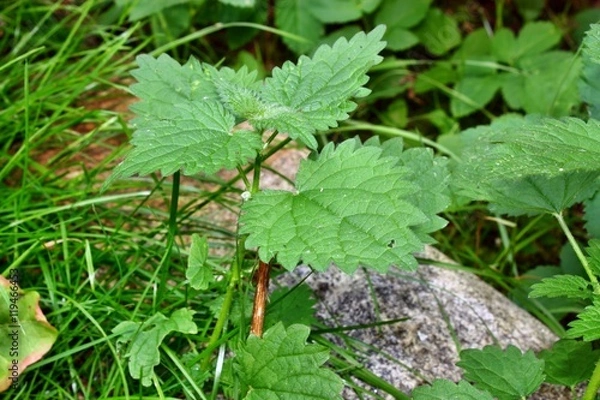 Obraz Common nettle, urtica dioica