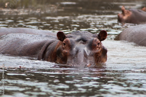 Fototapeta Wild angry hippo starring at the camera with its head above the water during boat safari in Murchison Falls National Park in Uganda. More hippos in the backgroungd. 