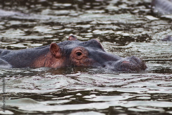 Fototapeta Wild hippo showing its ears, eyes and nostrils swimming in Nile rive during boat safari in Murchison Falls National Park in Uganda 
