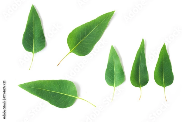 Fototapeta Set of Green leaves of eucalyptus on white background