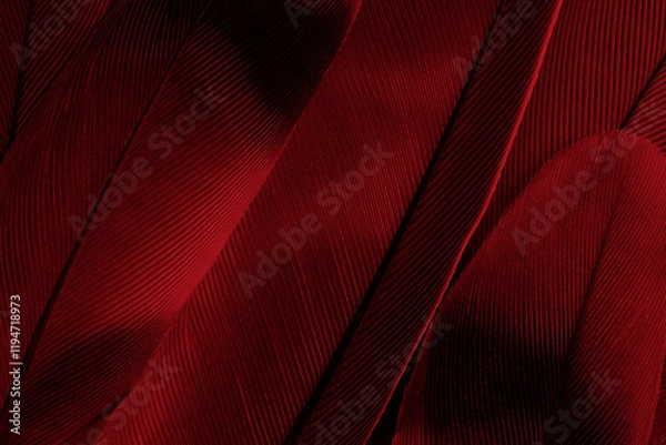 Obraz Beautiful dark red feather pattern texture background