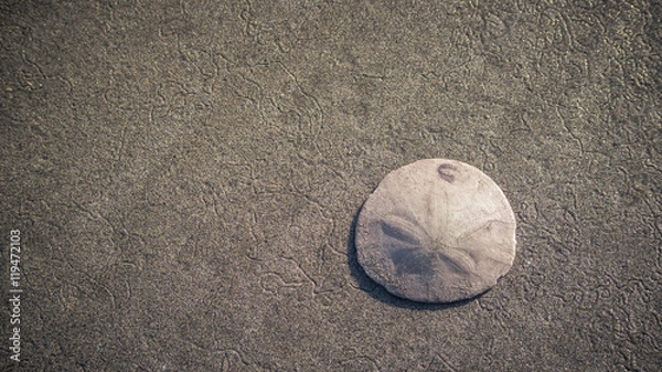 Obraz Sand dollar on the beach