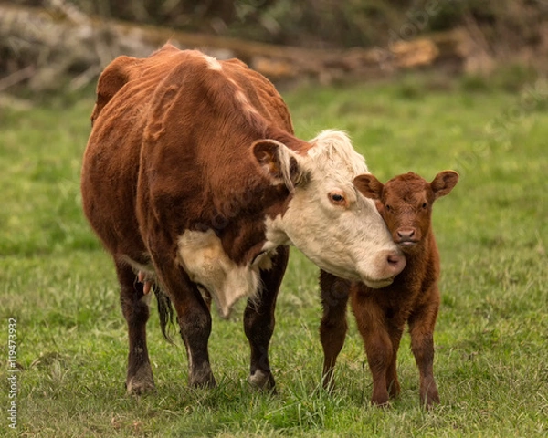 Obraz Momma Cow and Calf