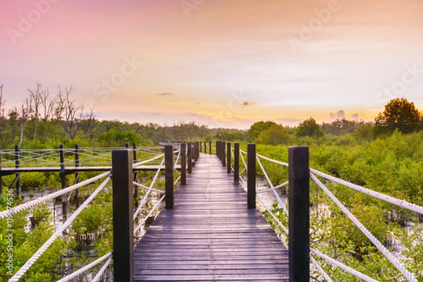 Obraz Mangrove forest and walkway