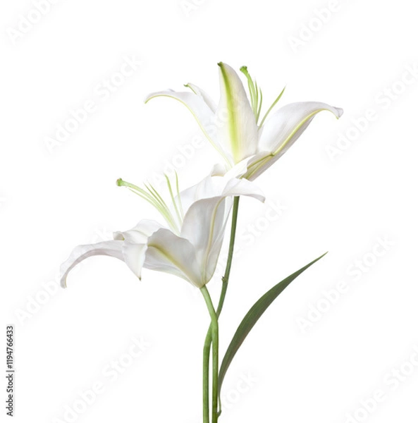 Fototapeta Two white Lily flowers isolated on a white background. Madonna lily