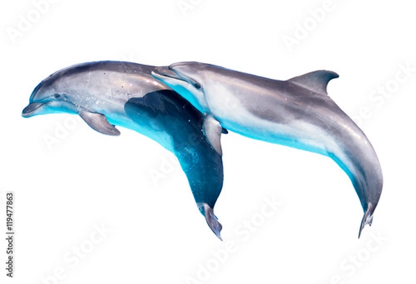 Obraz Dolphin isolated on white background