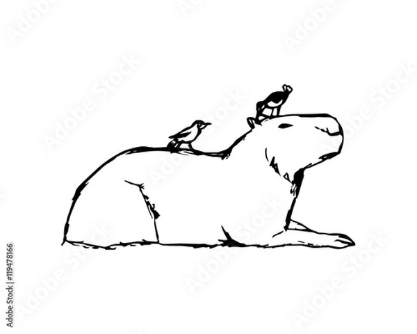 Fototapeta Capybara and birds