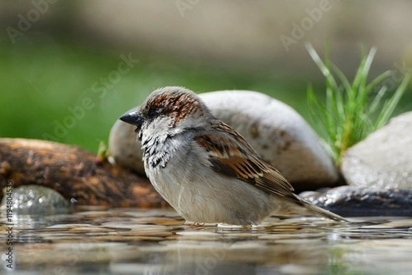Fototapeta House sparrow, male standing in water at a bird watering hole. Czech Republic.