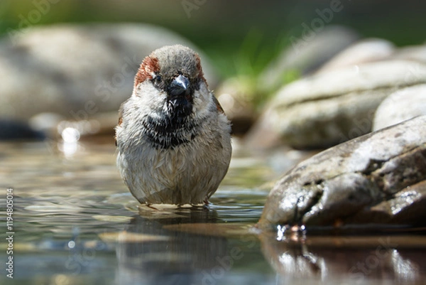 Fototapeta House sparrow, male standing in water at a bird watering hole. Front view. Czechia