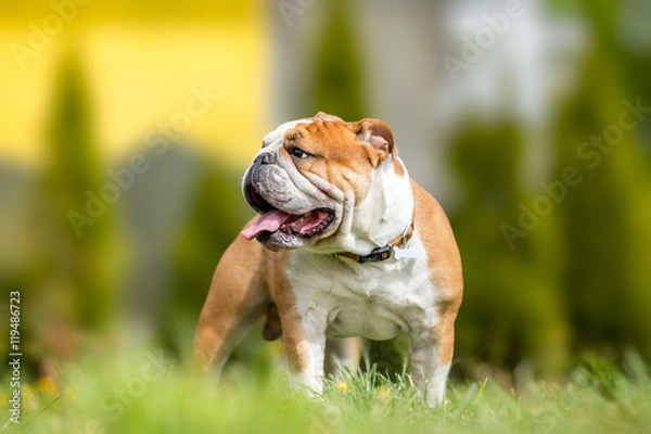 Obraz Portrait of English Bulldog in garden