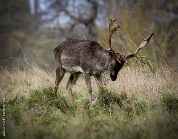 Fototapeta Stag Deer walking through the undergrowth