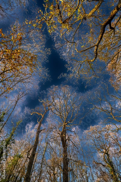 Fototapeta HDR Sky Shot Through Trees