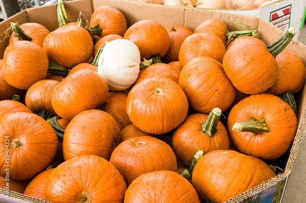 Obraz Bulk bin of pumpkins at the market