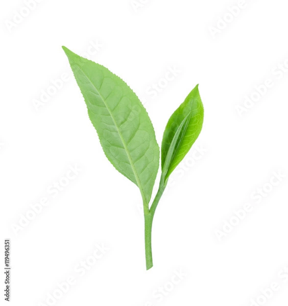 Obraz Green tea leaf isolated on white background.