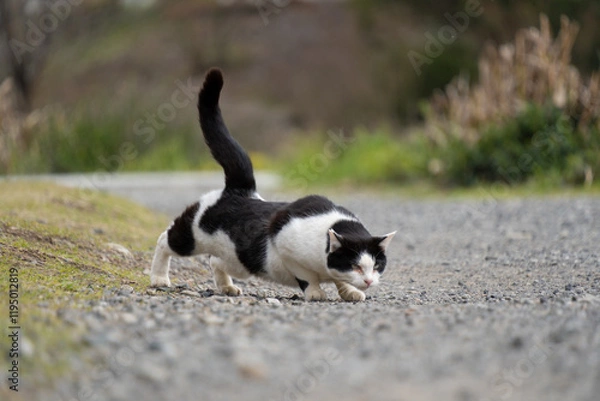 Fototapeta 自然公園の砂利の上で姿勢を低く狩りのポーズをして何かを狙ってるぶち猫柄の野良猫