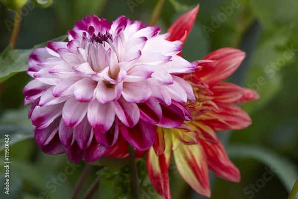 Fototapeta Dahlias