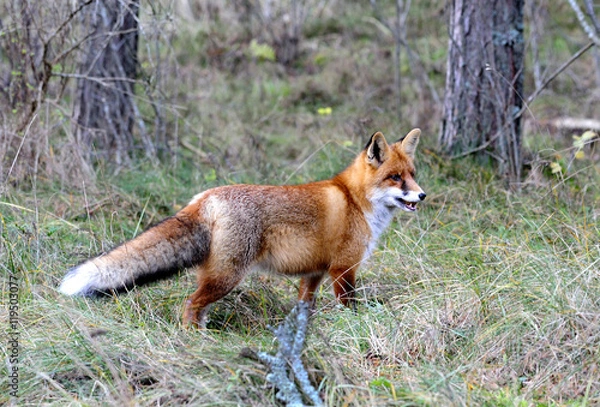 Obraz red fox on the hunting