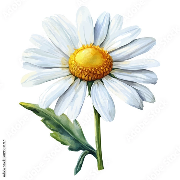 Obraz A watercolor painting of a chamomile flower, isolated on a white background. Chamomile flower vector.
