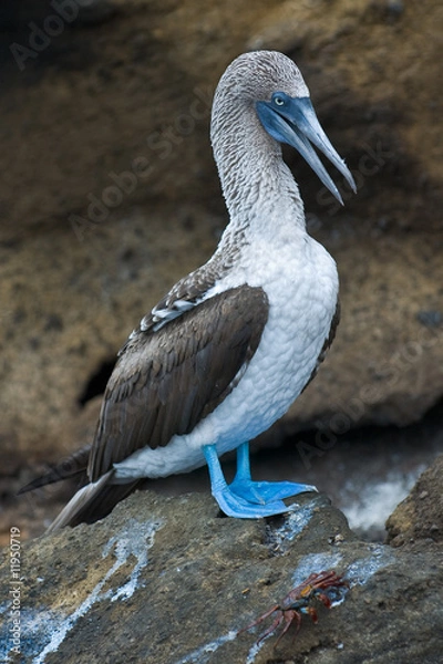 Obraz Blue-footed Booby (sula nebouxii)