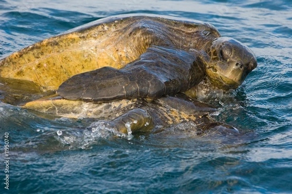 Obraz A mating pair of Pacific Green Sea Turtles (Chelonia mydas)