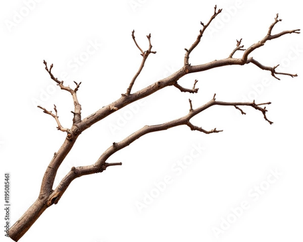 Fototapeta Isolated Dual Tree Branch