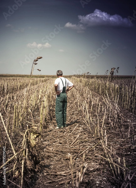 Obraz Sunflower on harvesting time