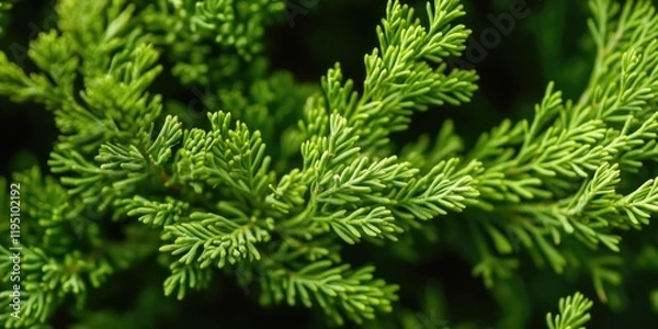 Fototapeta Close up of vibrant green thuja cypress branches with long delicate needles against a soft dark background showcasing exquisite natural texture