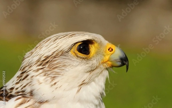 Fototapeta White buteo buteo