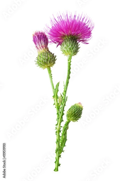 Fototapeta Purple flower of carduus with green bud isolated on a white background. Design element for product label, catalog print, web use.