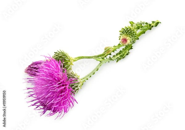 Fototapeta Purple flower of carduus with green bud isolated on a white background. Design element for product label, catalog print, web use.