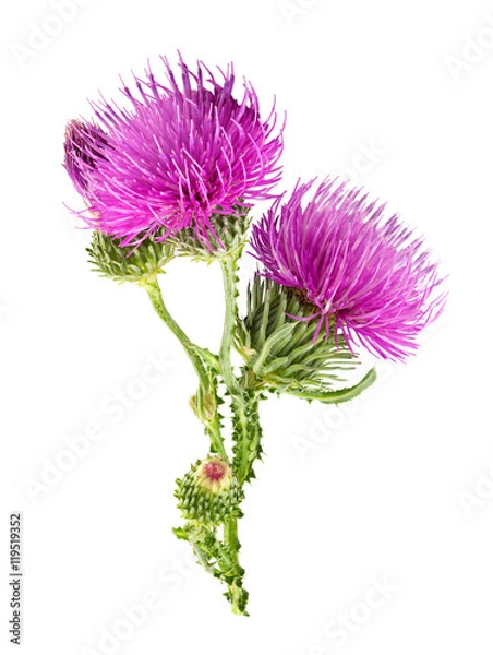 Fototapeta Purple flower of carduus with green bud isolated on a white background. Design element for product label, catalog print, web use.