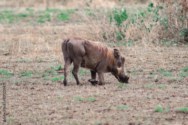 Fototapeta Small warthog eating grass with its legs bent in the grasslands of Murchison Falls National Park in Uganda 