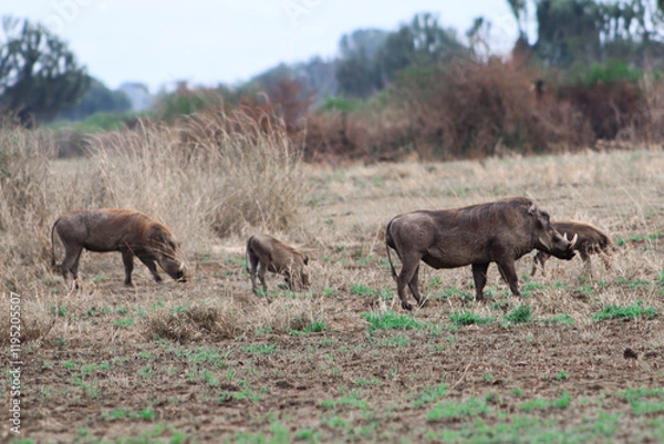Fototapeta Group of wild warthogs grazing in the savannah of Murchison Falls National Park in Uganda