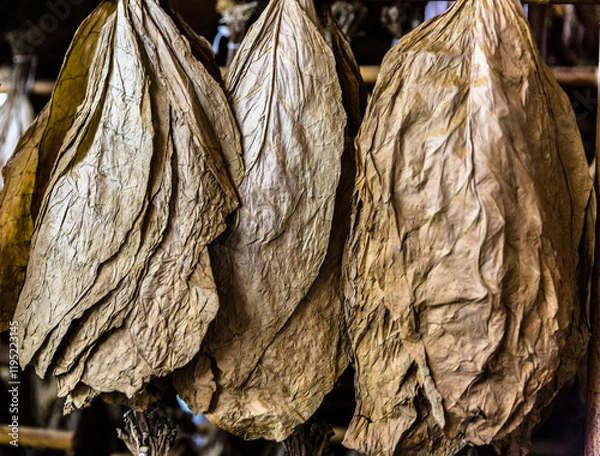 Obraz indústria de charuto