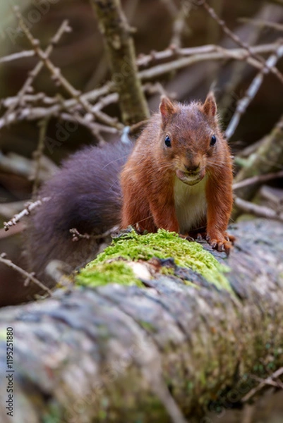 Obraz Red Squirrel
