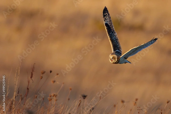 Obraz Short eared owl