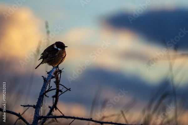Obraz Stonechat