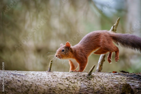 Obraz Red Squirrel