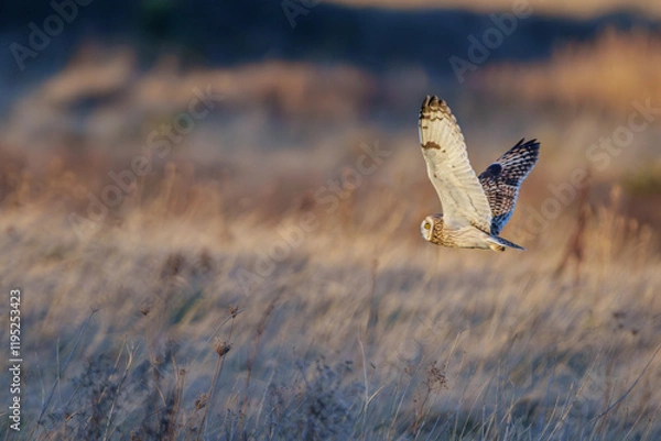 Obraz Short eared owl
