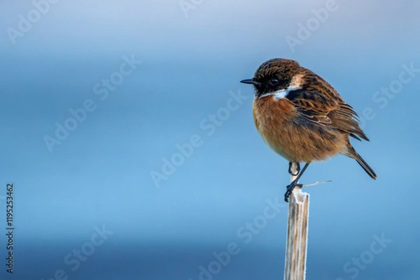 Obraz Stonechat