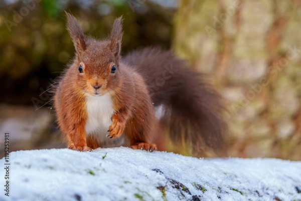 Obraz Red Squirrel